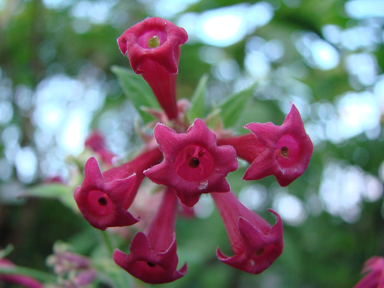 Cestrum roseum: Jardin botanique de l' Université de Zurich ( Suisse ) : Cestrum elegans Schlechter