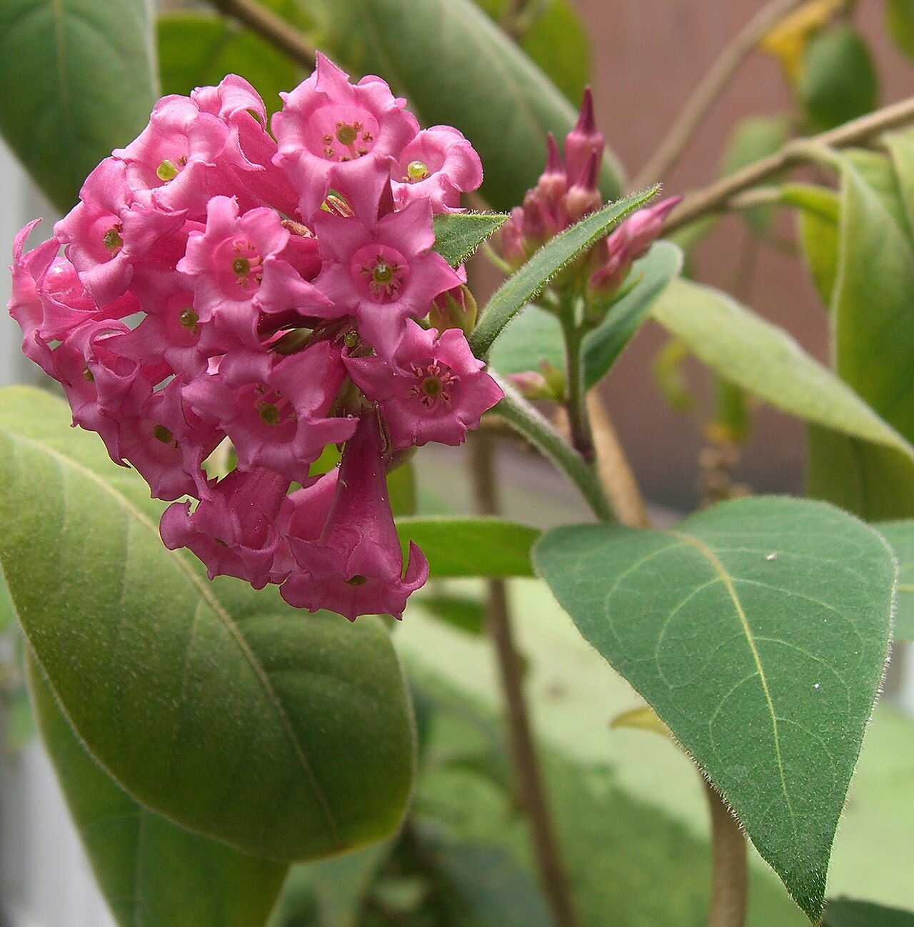 Cestrum roseum: Please report references to spam@lagrada.de .