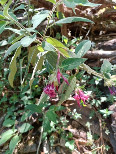 Cestrum roseum (Cestrum roseum)