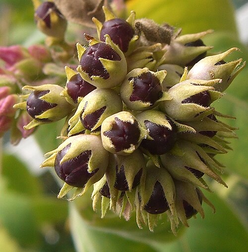 Cestrum roseum: Please report references to spam@lagrada.de .