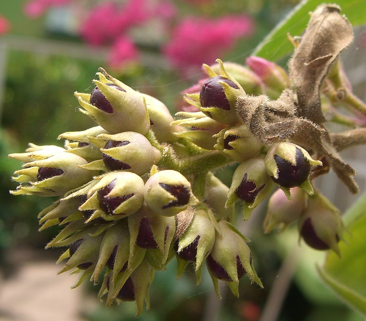 Cestrum roseum: Please report references to spam@lagrada.de .