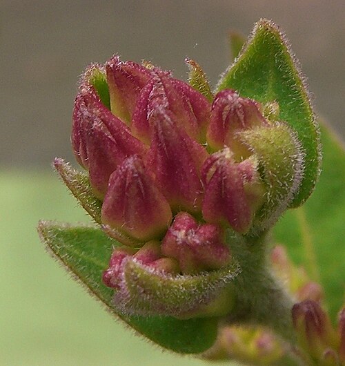 Cestrum roseum: Please report references to spam@lagrada.de .