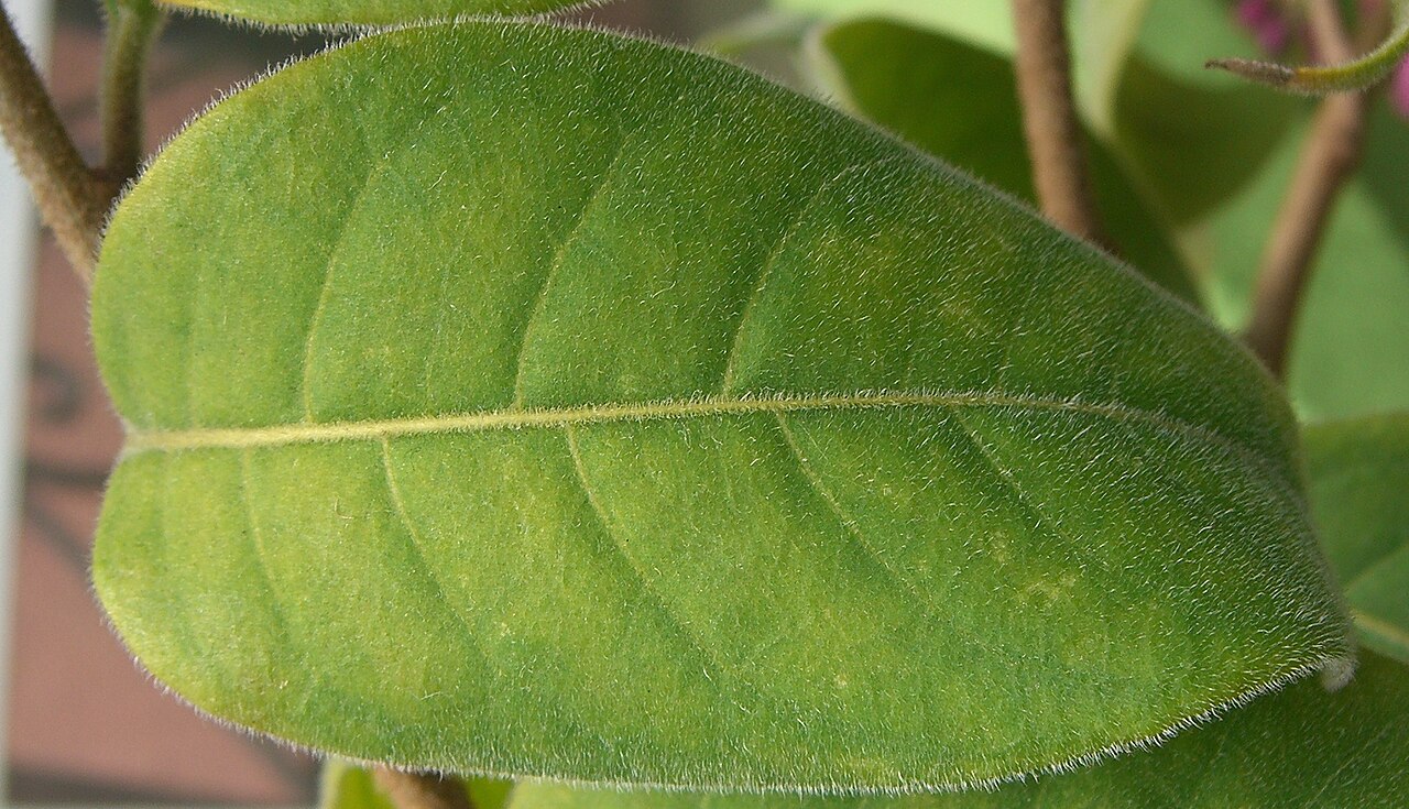 Cestrum roseum: Please report references to spam@lagrada.de .