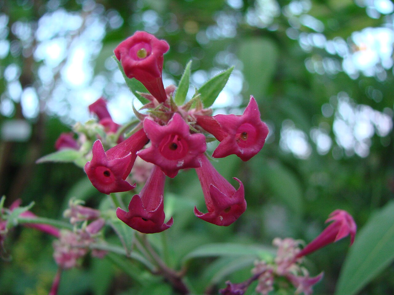 Cestrum roseum: Jardin botanique de l' Université de Zurich ( Suisse ) : Cestrum elegans Schlechter