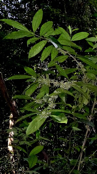 Cestrum schlechtendalii: Cestrum schlechtendahlii G.Don