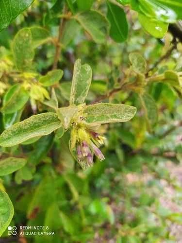 Cestrum tomentosum (Cestrum tomentosum)