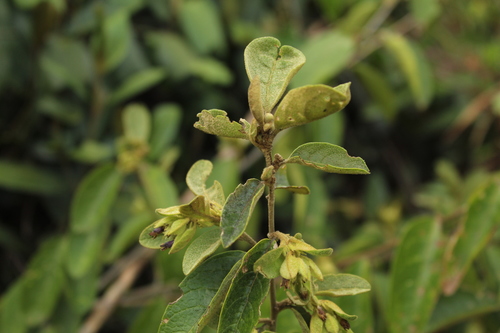Cestrum tomentosum (Cestrum tomentosum)