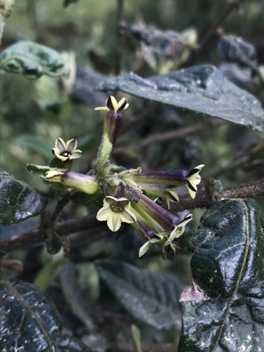 Cestrum tomentosum (Cestrum tomentosum)