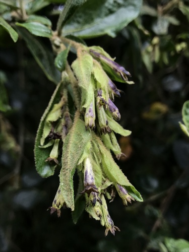 Cestrum tomentosum (Cestrum tomentosum)