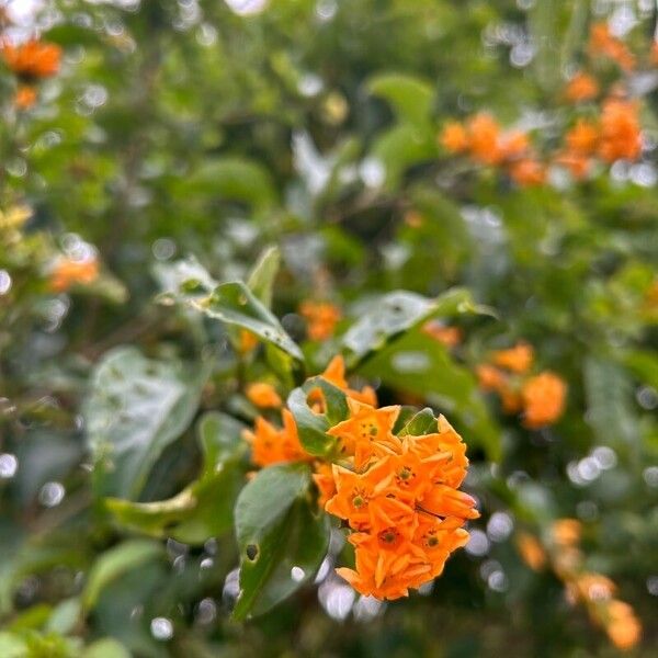 Cestrum warszewiczii (Cestrum warszewiczii)