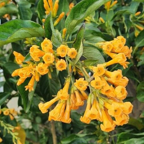 Cestrum warszewiczii (Cestrum warszewiczii)