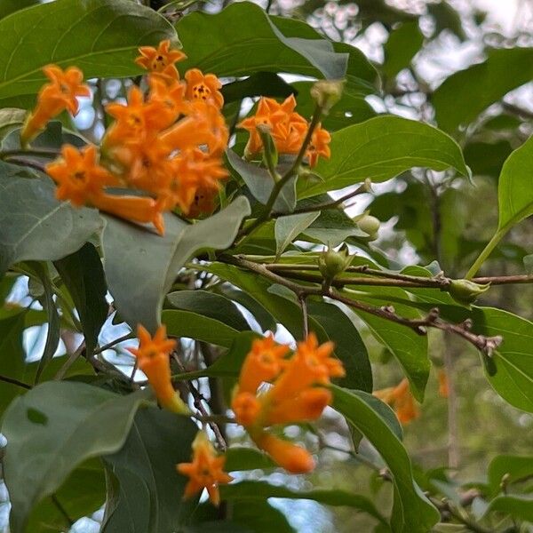 Cestrum warszewiczii (Cestrum warszewiczii)
