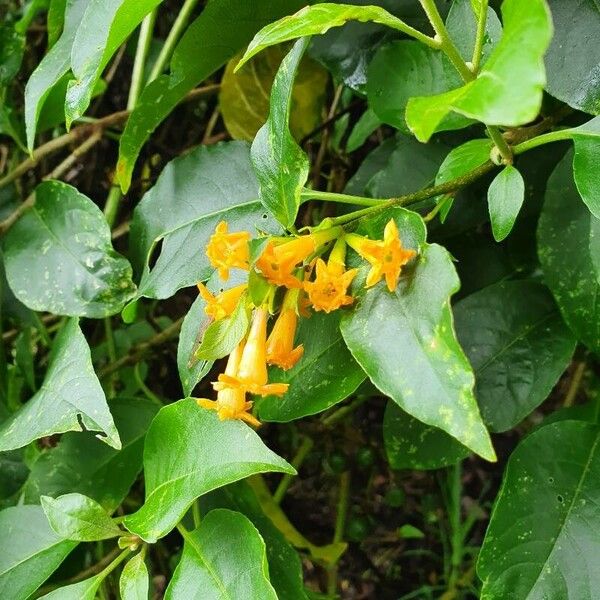 Cestrum warszewiczii (Cestrum warszewiczii)