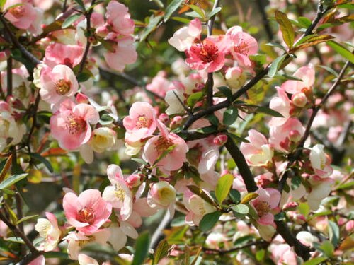 Chaenomeles cathayensis: Chaenomeles cathayensis