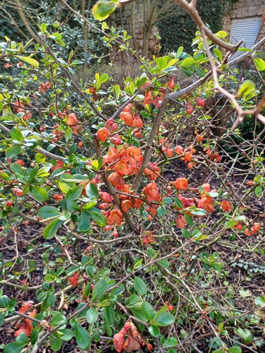 Maule's quince (Chaenomeles japonica)
