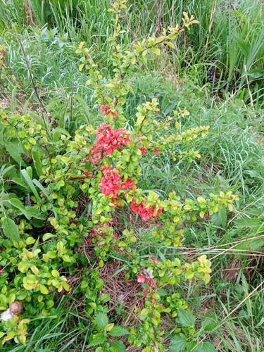 Maule's quince (Chaenomeles japonica)