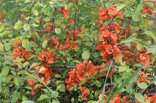 Maule's quince (Chaenomeles japonica)