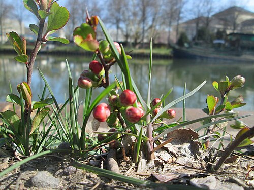 Maule's quince: ausgewilderte Japanische Zierquitte ( Chaenomeles japonica ) zwischen A620 und Saar in Alt-Saarbrücken