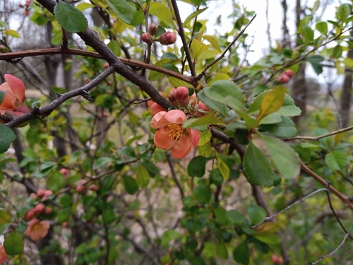 Maule's quince (Chaenomeles japonica)
