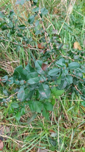 Maule's quince (Chaenomeles japonica)