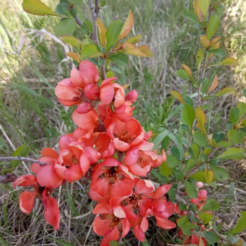 Maule's quince (Chaenomeles japonica)