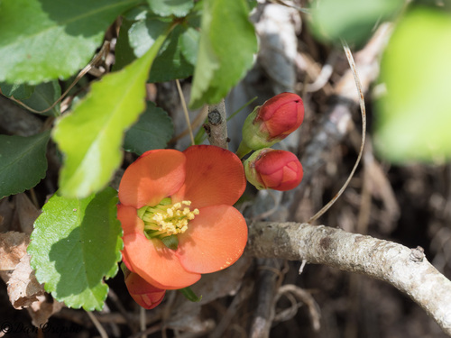 Maule's quince (Chaenomeles japonica)