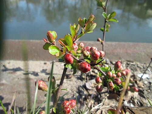 Maule's quince: ausgewilderte Japanische Zierquitte ( Chaenomeles japonica ) zwischen A620 und Saar in Alt-Saarbrücken