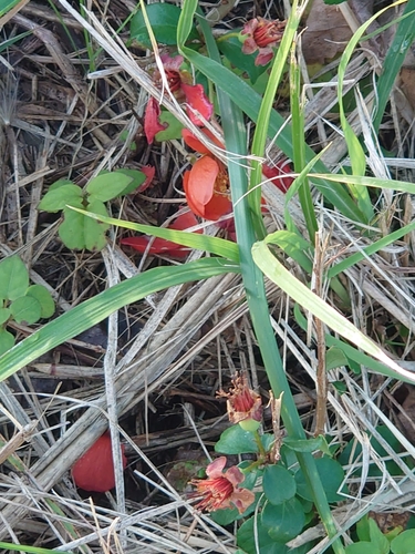 Maule's quince (Chaenomeles japonica)