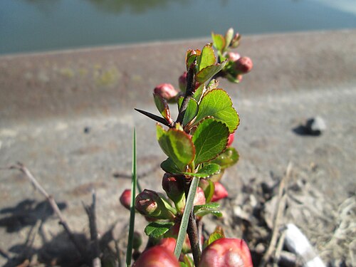 Maule's quince: ausgewilderte Japanische Zierquitte ( Chaenomeles japonica ) zwischen A620 und Saar in Alt-Saarbrücken