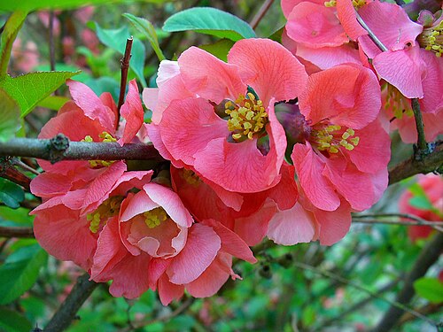 Maule's quince: Chaenomeles speciosa , Rosaceae, Japanese Quince, flowers; Karlsruhe, Germany.