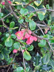 Flowering quince (Chaenomeles speciosa)