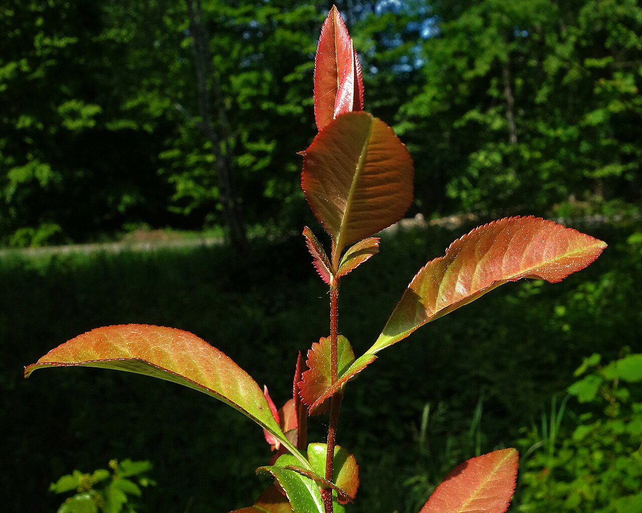 Flowering quince: Chaenomeles speciosa; young sprout with leaves and stipules