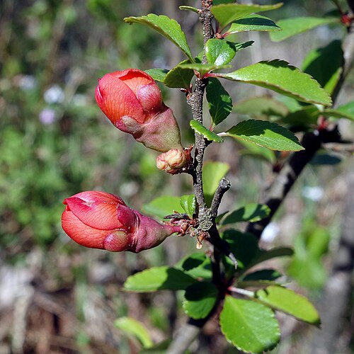 Flowering quince: Chaenomeles speciosa; budding flowers