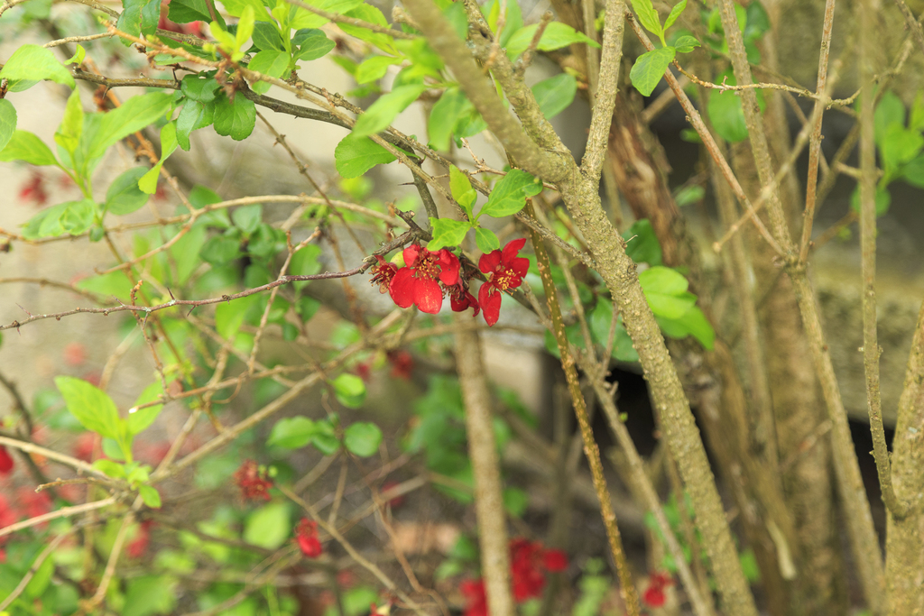 Flowering quince (Chaenomeles speciosa)