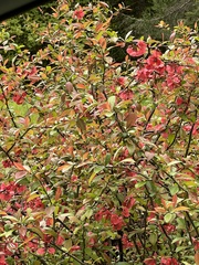Flowering quince (Chaenomeles speciosa)