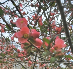 Flowering quince (Chaenomeles speciosa)