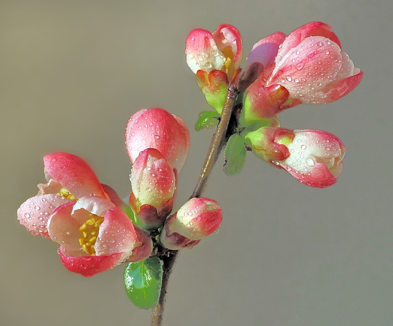 Flowering quince: Chaenomeles speciosa; in bloom