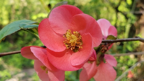 Flowering quince (Chaenomeles speciosa)