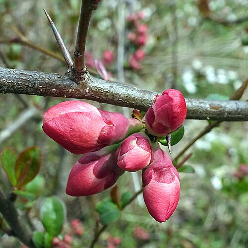 Flowering quince: Chaenomeles speciosa; budding flowers