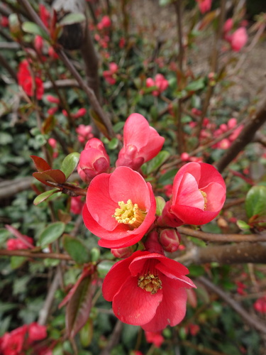 Flowering quince (Chaenomeles speciosa)