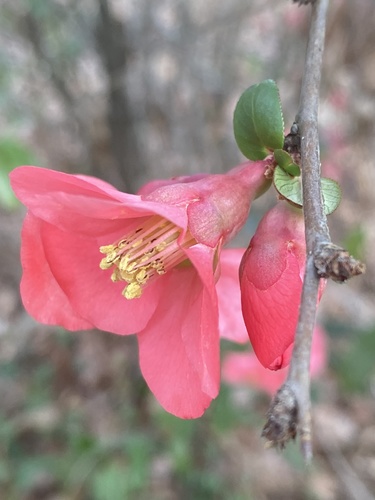 Flowering quince (Chaenomeles speciosa)