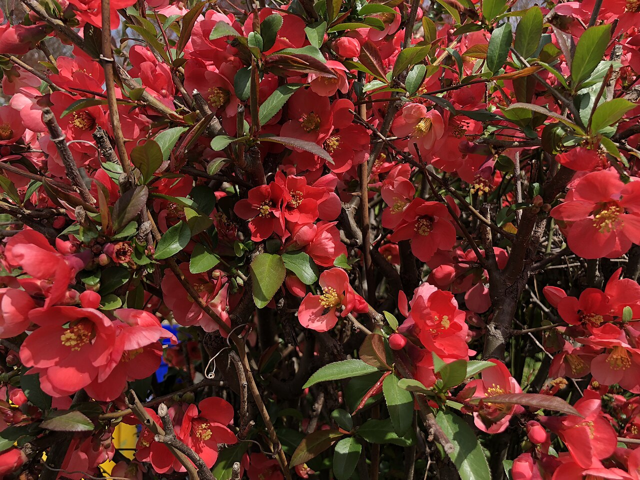 Flowering quince: Flowering quince flowers along Terrace Boulevard in the Parkway Village section of Ewing Township, Mercer County, New Jersey