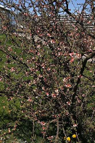 Chaenomeles thibetica: Chaenomeles thibetica : Habitus