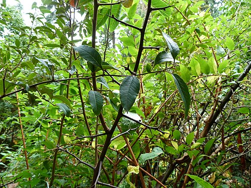 Chaenomeles thibetica: Chaenomeles thibetica, at UBC Botanical Garden
