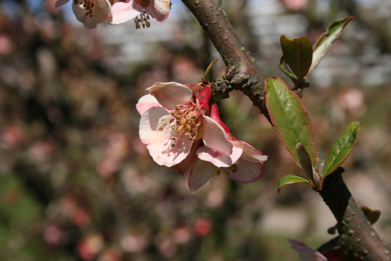 Chaenomeles thibetica: Chaenomeles thibetica : Flowers