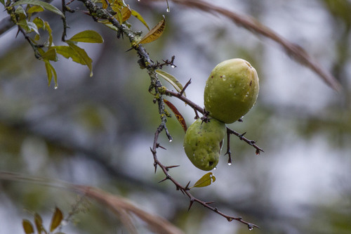 Chaenomeles thibetica (Chaenomeles thibetica)