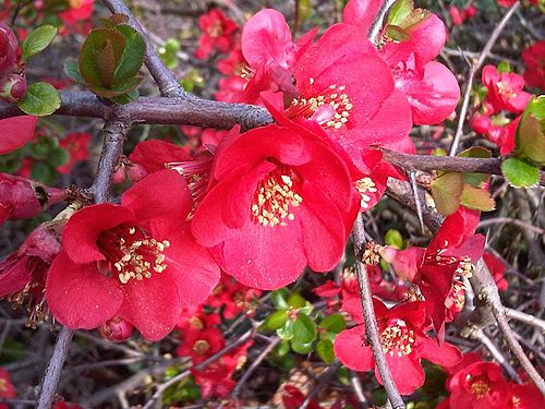 Quince: Chaenomeles x superba at Kew Gardens, England.