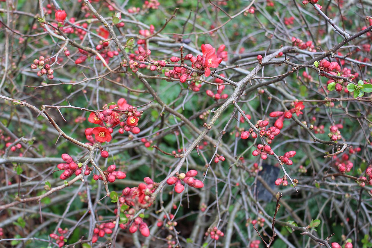 Quince: Chaenomeles x superba in Kew Gardens, England.