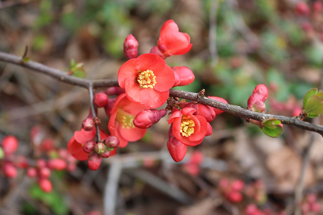 Quince: Chaenomeles x superba in Kew Gardens, England.