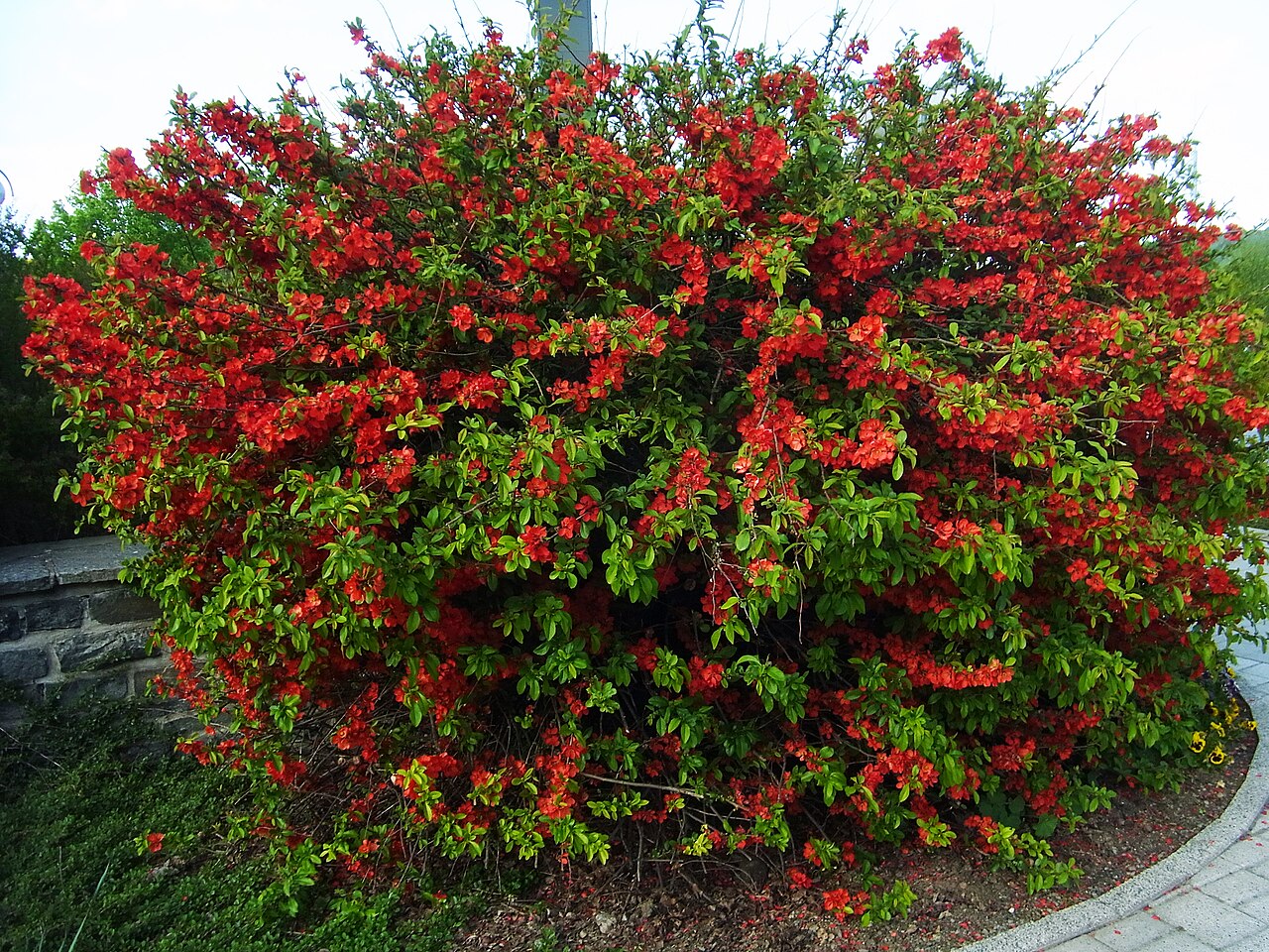 Quince: Japanese Quince ( Chaenomeles japonica ), culitvated bush in full bloom.